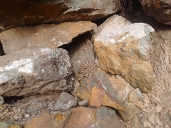 Bothrops ammodytoides
