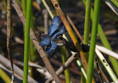 Zenithoptera lanei