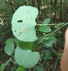 Cissampelos torulosa