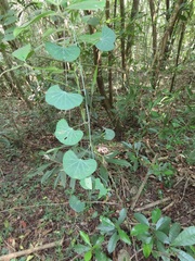 Cissampelos torulosa