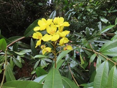 Acridocarpus natalitius natalitius
