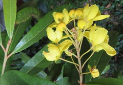 Acridocarpus natalitius natalitius