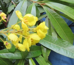 Acridocarpus natalitius natalitius