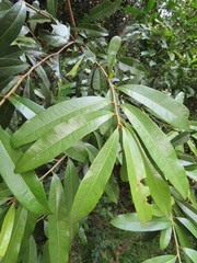 Acridocarpus natalitius natalitius