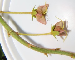 Acridocarpus natalitius natalitius