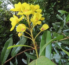 Acridocarpus natalitius natalitius
