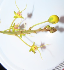 Acridocarpus natalitius natalitius