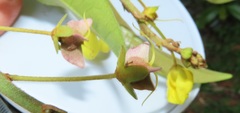 Acridocarpus natalitius natalitius