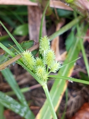 Cyperus retrorsus