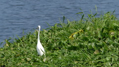 Ardea alba