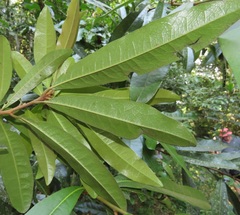 Acridocarpus natalitius natalitius