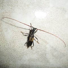 Gnomibidion fulvipes