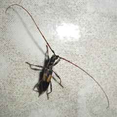 Gnomibidion fulvipes