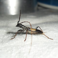Gnomibidion fulvipes