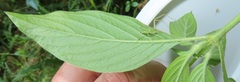 Pentas micrantha