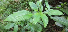 Pentas micrantha