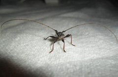 Gnomibidion fulvipes