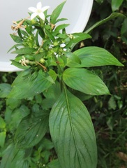 Pentas micrantha