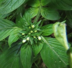 Pentas micrantha