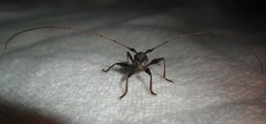 Gnomibidion fulvipes