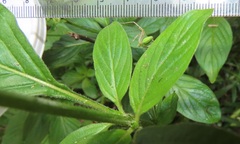 Pentas micrantha
