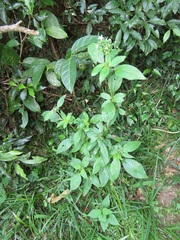 Pentas micrantha