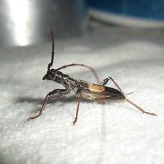 Gnomibidion fulvipes