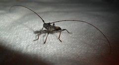 Gnomibidion fulvipes