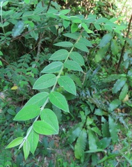 Englerodaphne ovalifolia