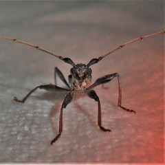 Gnomibidion fulvipes