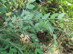 Englerodaphne ovalifolia