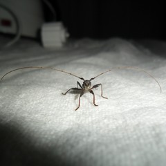 Gnomibidion fulvipes