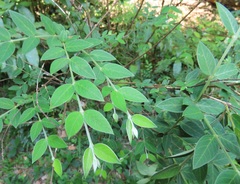 Englerodaphne ovalifolia