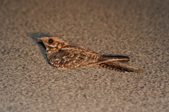 Caprimulgus ruficollis