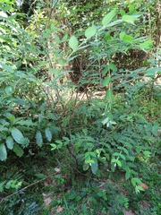 Englerodaphne ovalifolia