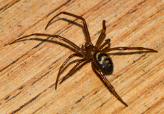 Steatoda grossa