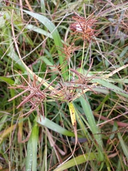 Cyperus esculentus leptostachyus
