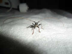 Gnomibidion fulvipes
