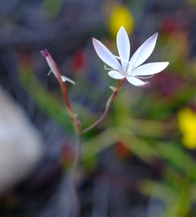 Hesperantha pilosa