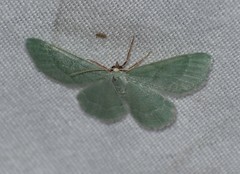 Xerochlora mesotheides
