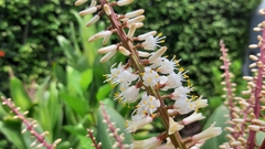 Cordyline fruticosa