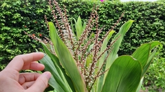 Cordyline fruticosa