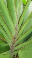 Cordyline fruticosa