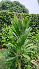 Cordyline fruticosa