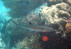 Scomberomorus regalis