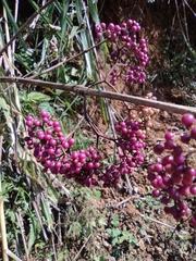 Callicarpa bodinieri