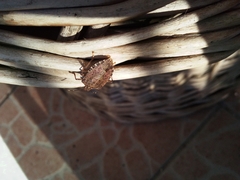 Halyomorpha halys