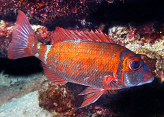 Lethrinus erythropterus