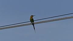 Merops philippinus