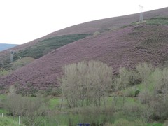 Erica australis